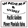 Pacific Golden Plover Pluvialis fulva