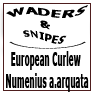 European Curlew Numenius a.arquata