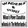 Wilson's Plover Charadrius wilsonia NL-1