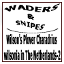Wilson's Plover Charadrius wilsonia NL-2