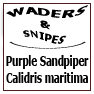 Purple Sandpiper Calidris maritima