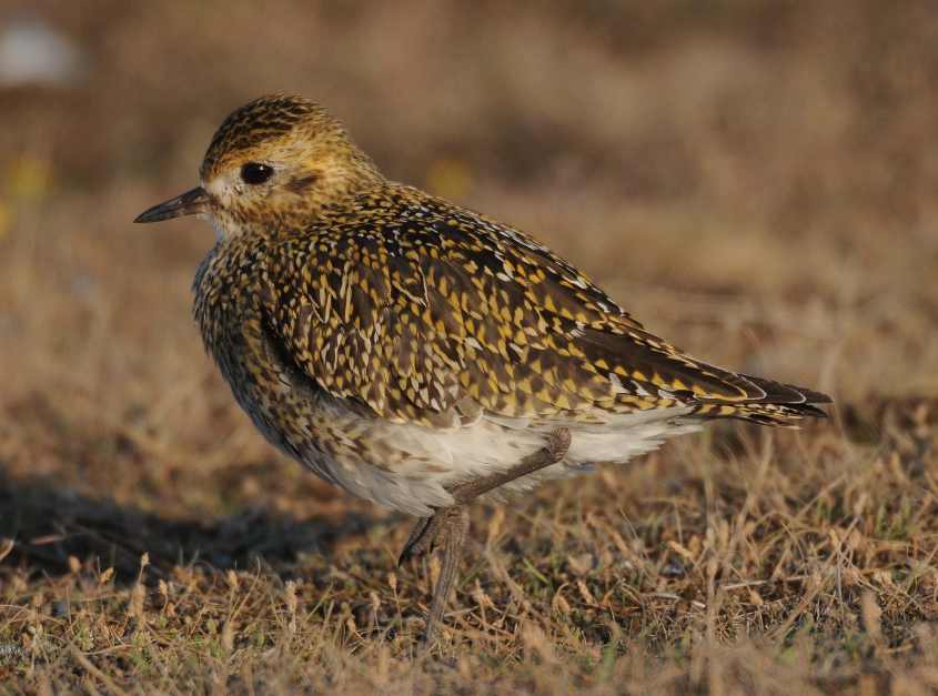 Pacific Golden Plover Pluvialis fulva juv typically stops with foot lifted up as remarked by O'brien et al 25092009 0936 Rotterdam