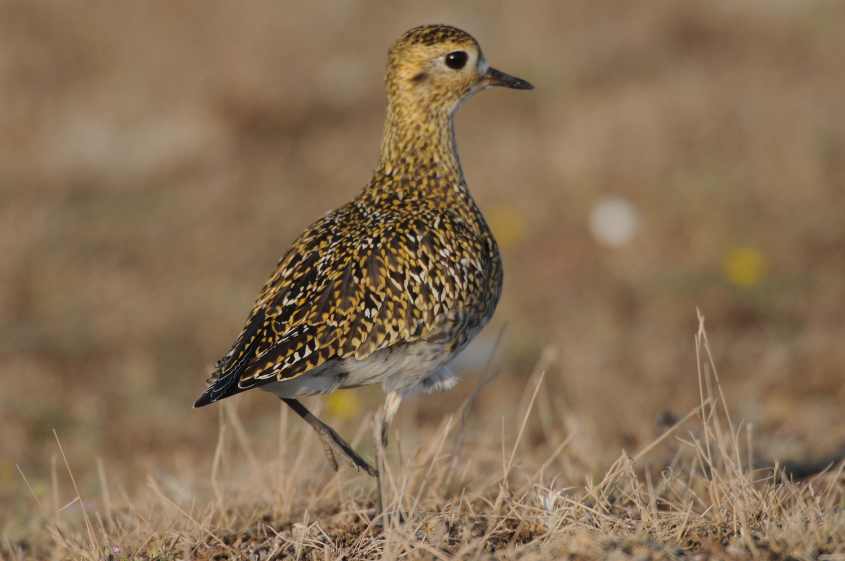 Pacific Golden Plover Pluvialis fulva juv typically stops with foot lifted up as remarked by O'brien et al 25092009 0826 Rotterdam