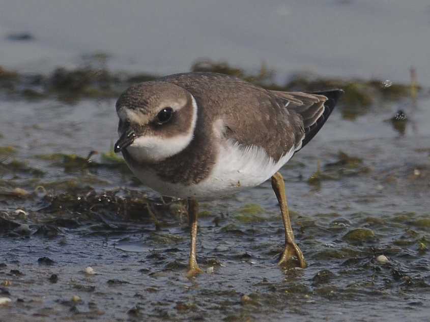 plovers charadrius hiaticula young ringed/Ringed Plover Charadrius hiaticula juv. 01092010 7304 Oostvoorne,nl c N.D.v.S.jpg
