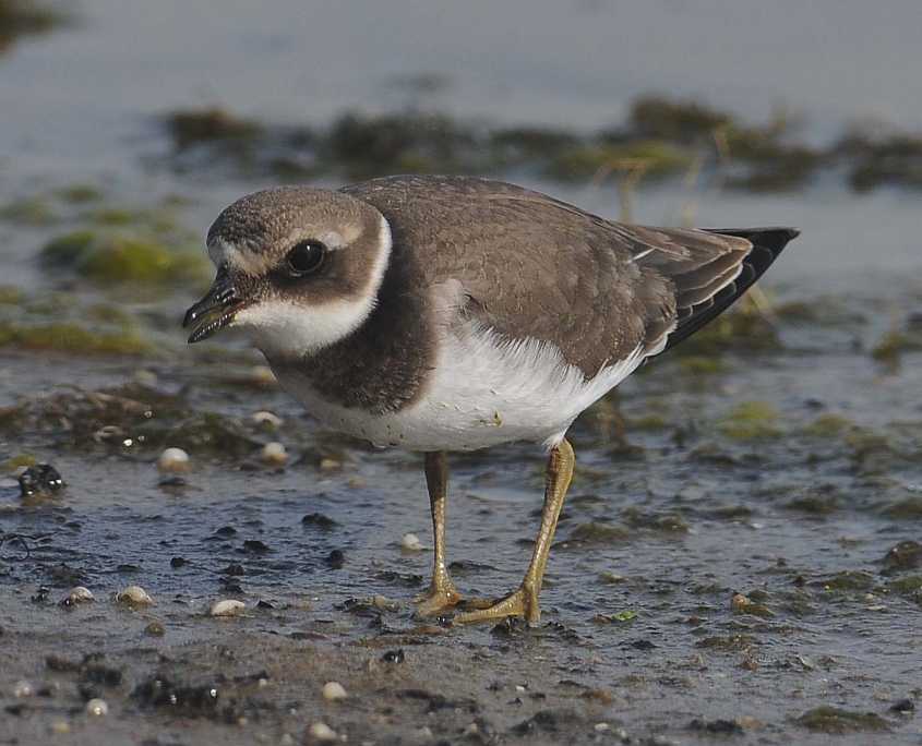 plovers charadrius hiaticula young ringed/Ringed Plover Charadrius hiaticula juv. 01092010 7306 Oostvoorne,nl c N.D.v.S.jpg