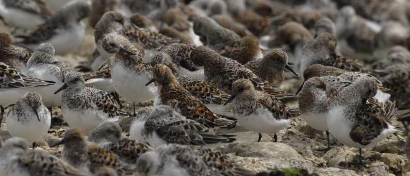 sanderlings in a storm/08Sanderling Calidris alba 17052007 0046 Westercheldt, NL c NDvS.jpg