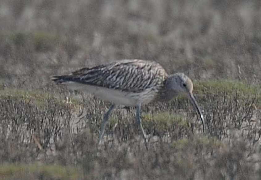 steppe curlews num arq sschkini/3.Steppe Curlew N.a.suschkini 06052010 1858 Oostvoorne,The Netherlands c Norman Deans van Swelm.jpg