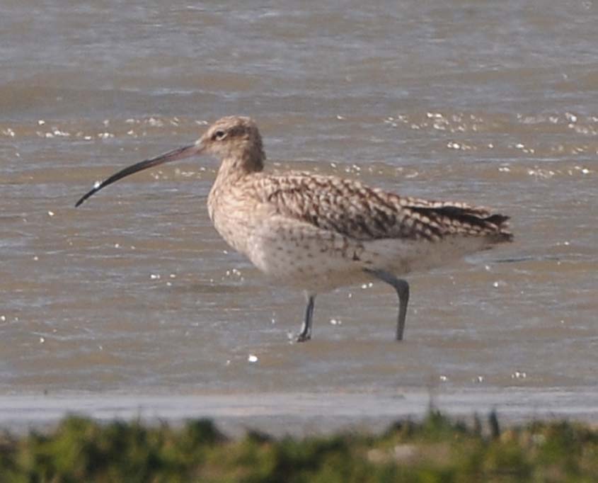 steppe curlews num arq sschkini/Steppe Curlew N.a.sushkini 15052012 Oostvoorne, The Netherlands c N D v Swelm1.jpg