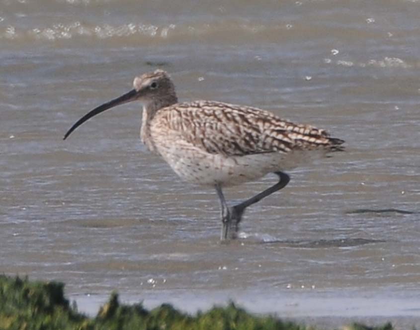steppe curlews num arq sschkini/Steppe Curlew N.a.sushkini 15052012 Oostvoorne, The Netherlands c N D v Swelm2.jpg