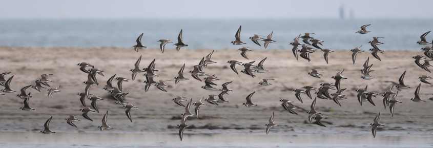 thegreenlandringedplover/1Greenland Ringed Plover Ch. c.psammodroma 01062016302 Oostvoorne, nl c NDvS.jpg