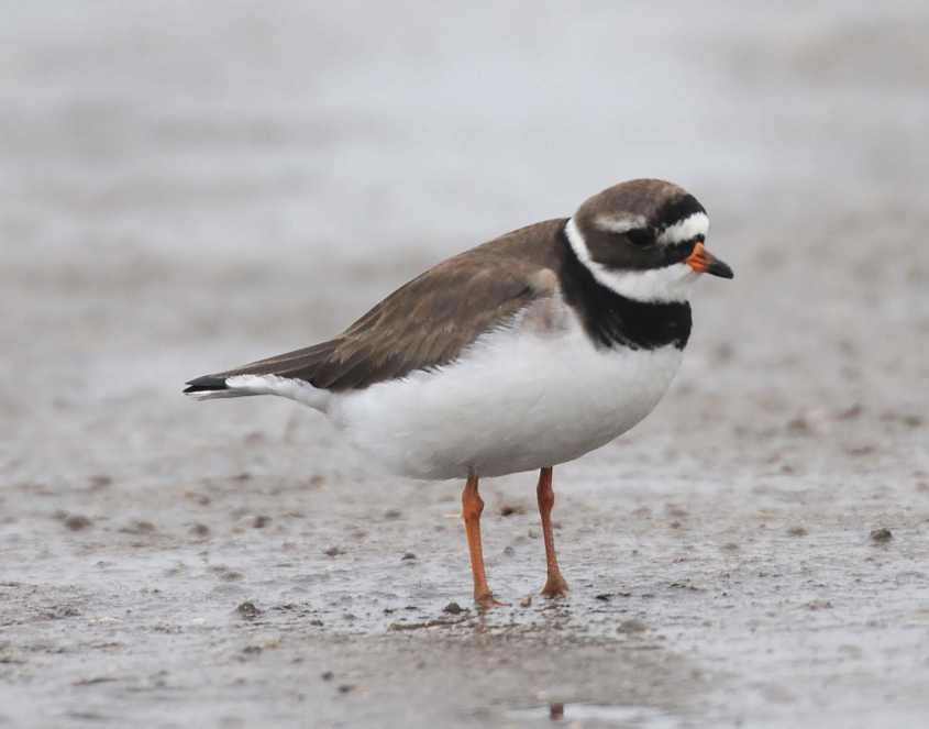 thegreenlandringedplover/2Greenland Ringed Plover Ch. c.psammodroma female 01062010 6800 Oostvoorne, nl c NDvS.jpg