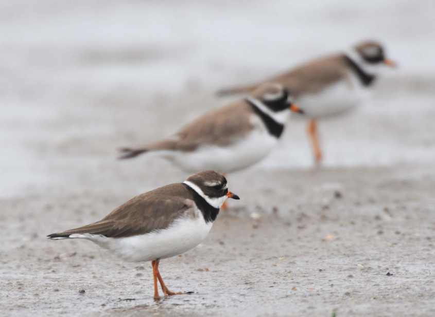 thegreenlandringedplover/3Greenland Ringed Plover Ch. c.psammodroma female 01062010 6801 Oostvoorne, nl c NDvS.jpg