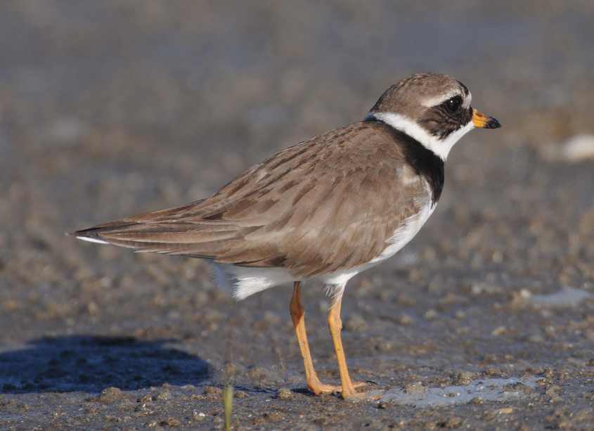 thegreenlandringedplover/4Greenland Ringed Plover Ch. c.psammodroma female 03062010 0036 Oostvoorne, nl c NDvS.jpg