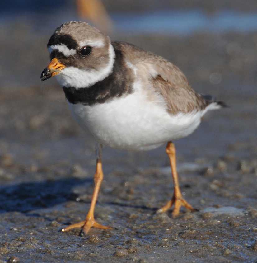 thegreenlandringedplover/5Greenland Ringed Plover Ch. c.psammodroma female 03062010 0043 Oostvoorne, nl c NDvS.jpg