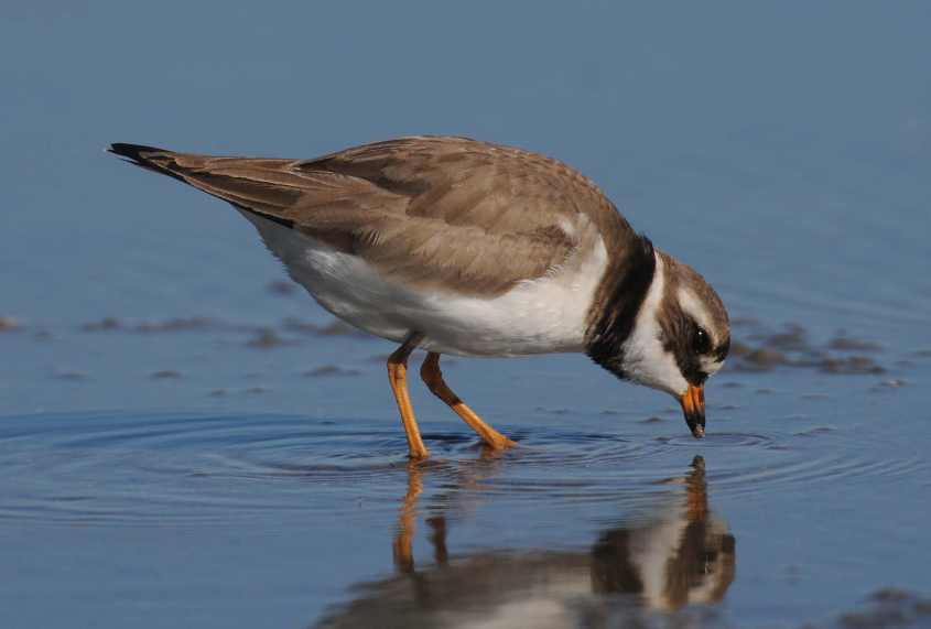 thegreenlandringedplover/6Greenland Ringed Plover Ch. c.psammodroma female 03062010 0133 Oostvoorne, nl c NDvS.jpg