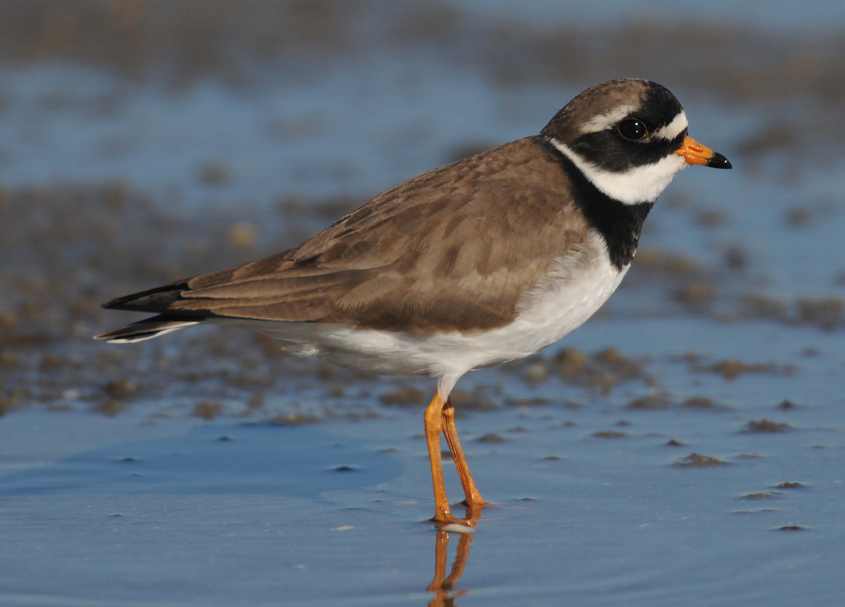 thegreenlandringedplover/7Greenland Ringed Plover Ch. c.psammodroma male 03062010 0149 Oostvoorne, nl c NDvS.jpg