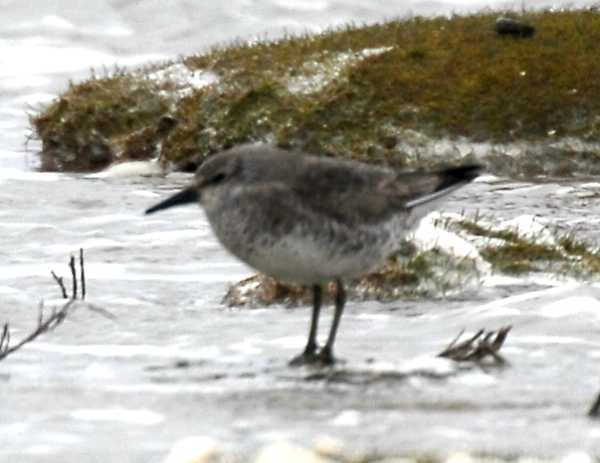 wader spec.21022008 2 Oostvoorne,The Netherlands.jpg