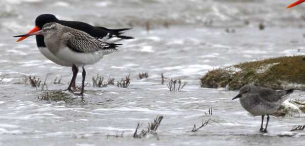 wader spec.21022008 3 Oostvoorne,The Netherlands.jpg