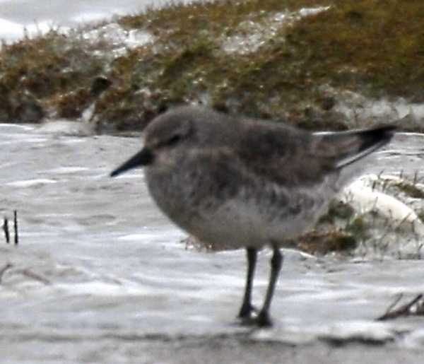 wader spec.21022008 Oostvoorne,The Netherlands.jpg