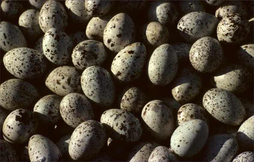 Desnoeufs Sooty Tern eggs.jpg