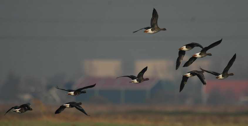 geese/Lesser White-fronted Goose Anser erythropus flock 18112007 Strijen, The Netherlands.jpg