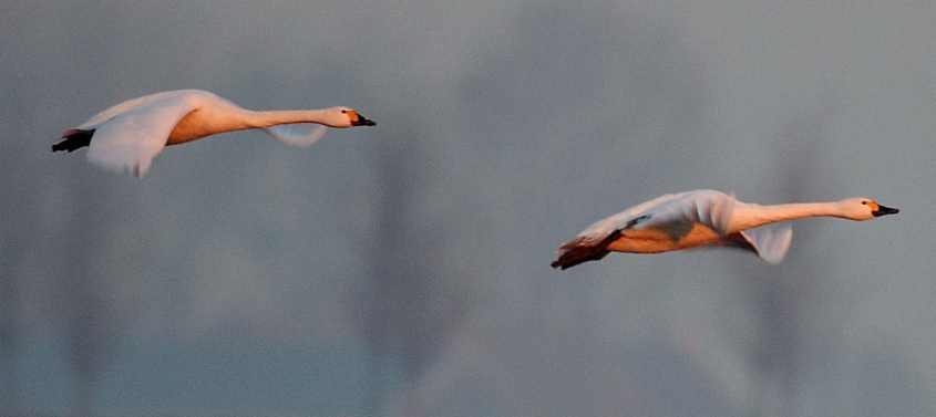 Bewick's Swan in flight 22122007 Dirksland,The Netherlands.jpg