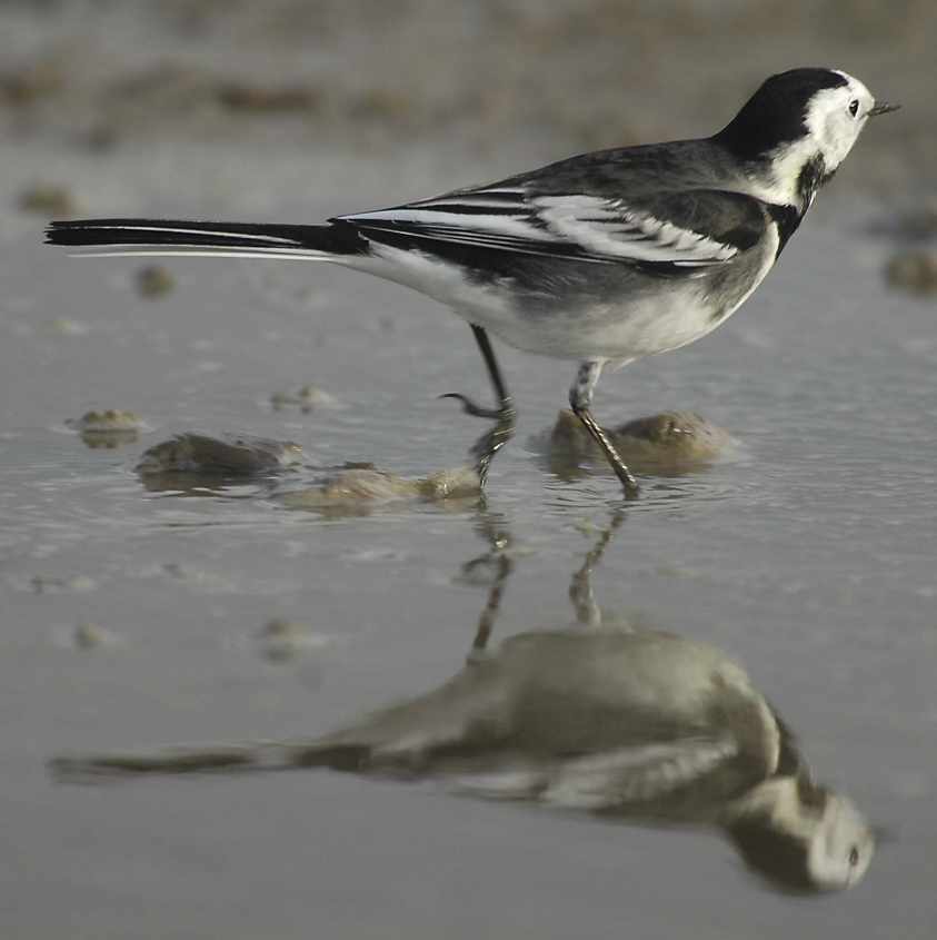 Pied Wagtail M.a.yarrellii 12102006 0865 Rotterdam a