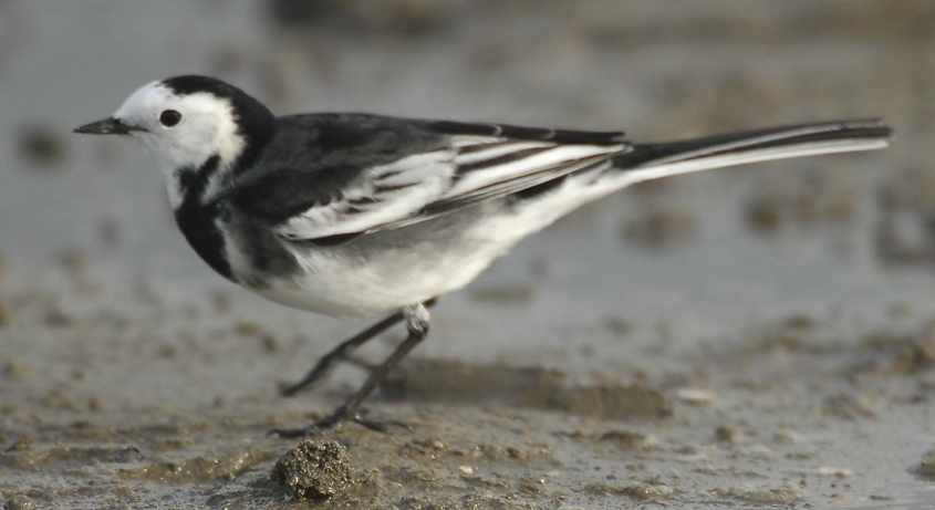 Pied Wagtail M.a.yarrellii adult male  12102006 0858 Rotterdam a