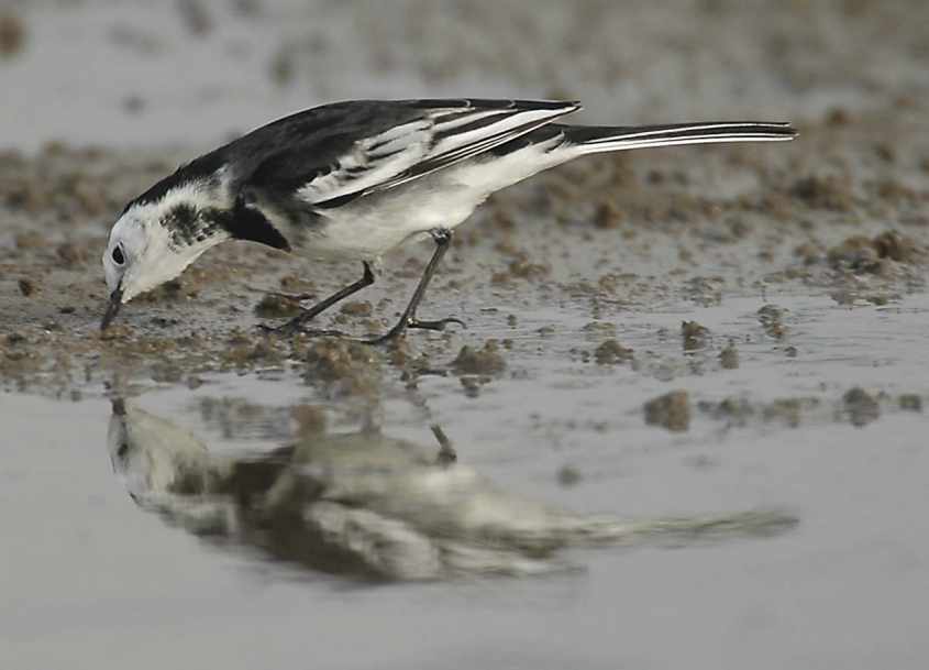 Pied Wagtail M.a.yarrellii adult male 12102006 0795 Rotterdam a