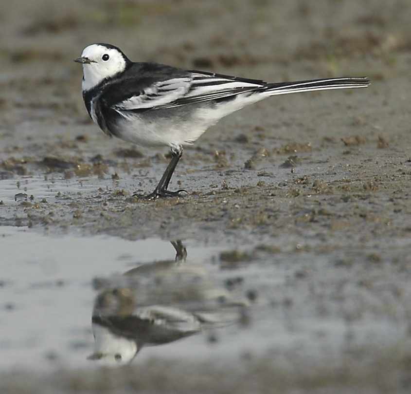 Pied Wagtail M.a.yarrellii adult male 12102006 0815 Rotterdam a