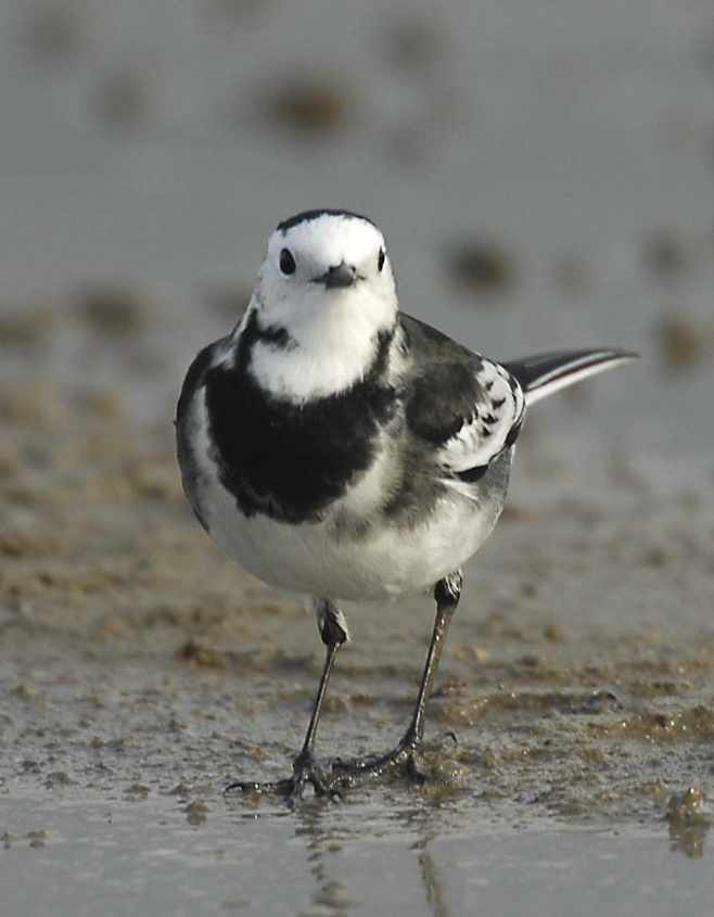 Pied Wagtail M.a.yarrellii adult male 12102006 Rotterdam a