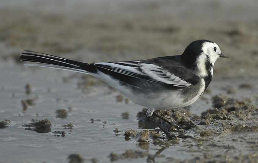 Pied Wagtail M.a.yarrellii adult male12102006 0847 Rotterdam a