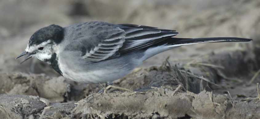 Pied Wagtail M.a.yarrellii female 27102006 Rockanje, The Netherlands