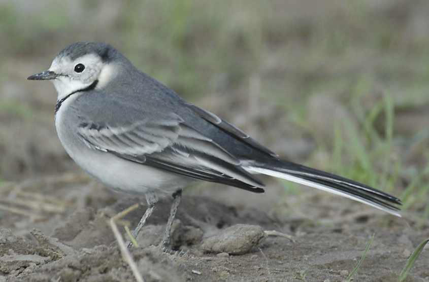 White Wagtail M.a.alba adult female 27102007 Rockanje The Netherlands