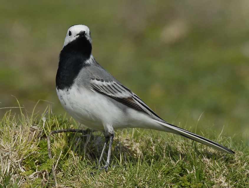 White Wagtail M.a.alba adult male 13032007 Rotterdam, The Netherlands