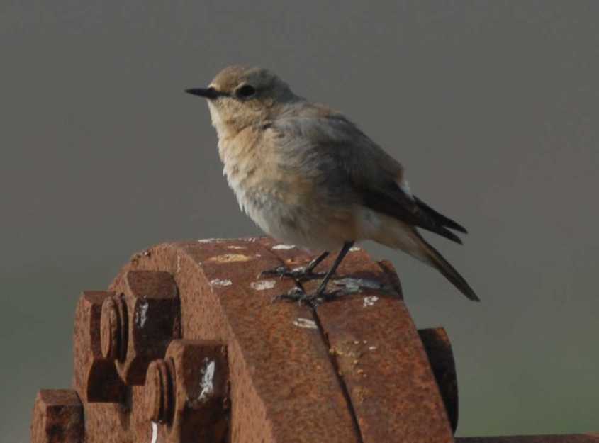 Red-tailed Wheatear/2.Red-tailed Wheatear Oenanthe xanthoprymna 03062008 Rotterdam,The Netherlands.jpg
