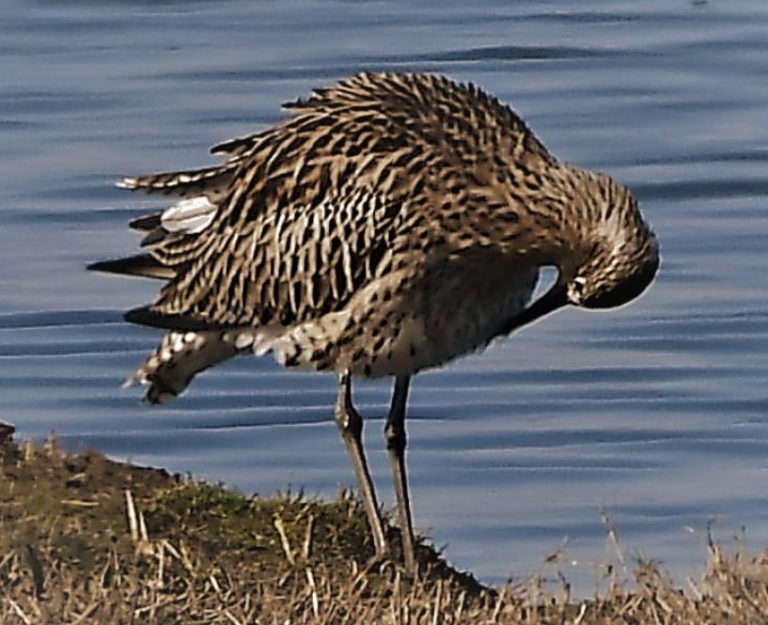 Slender-billed Curlew 2020 – Radioactive Robins and other birds